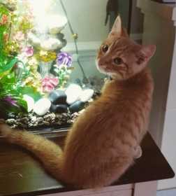 Lost Cat