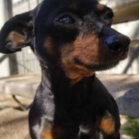 Lost Dog