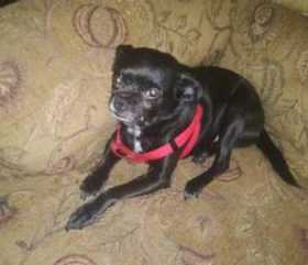 Lost Dog