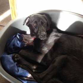 Lost Dog
