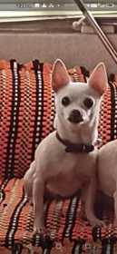Lost Dog