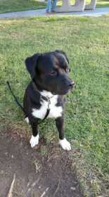 Lost Dog