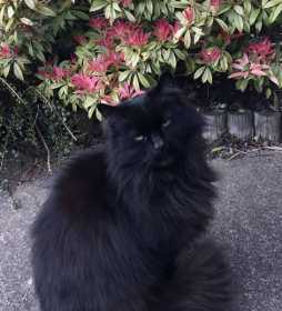 Lost Cat