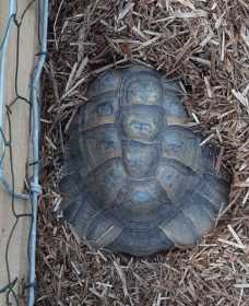 Lost Tortoise