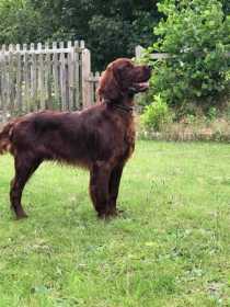 Lost Dog