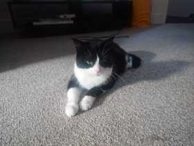 Lost Cat