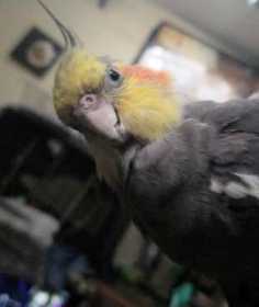 Lost Cockatiel