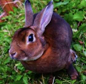 Lost Rabbit