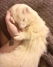 Lost Ferret