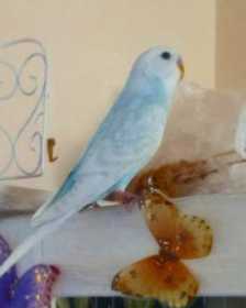 Lost Budgerigar