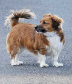 Lost Dog