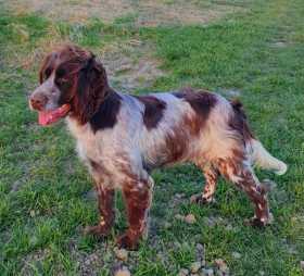 Lost Dog