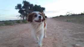 Lost Dog