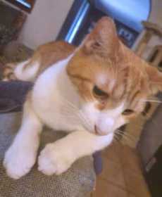 Lost Cat