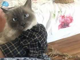 Lost Cat