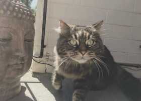 Lost Cat