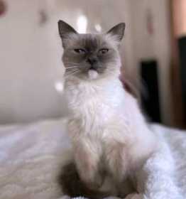 Lost Cat
