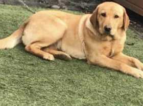 Lost Dog