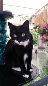 Lost Cat