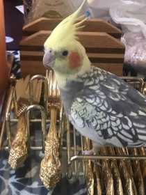 Lost Cockatiel