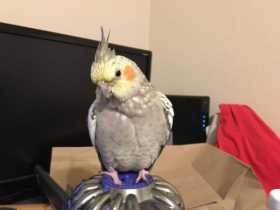 Lost Cockatiel