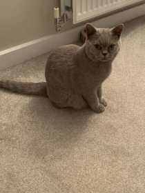 Lost Cat