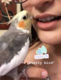 Lost Cockatiel