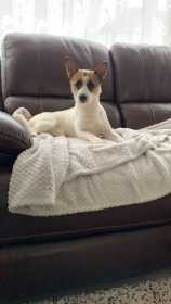 Lost Dog