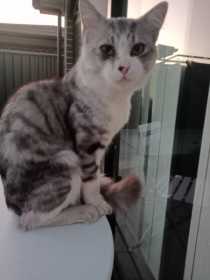 Lost Cat