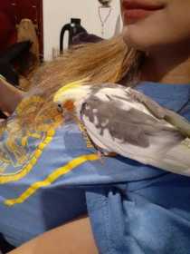 Lost Cockatiel