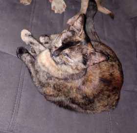 Lost Cat
