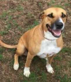 Lost Dog