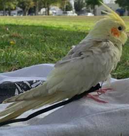 Lost Cockatiel