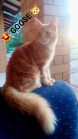 Lost Cat