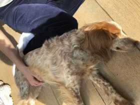 Lost Dog