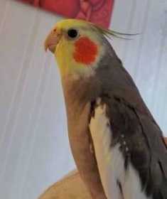 Lost Cockatiel