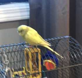 Lost Parakeet