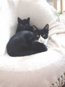Lost Cat