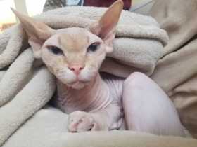 Lost Cat