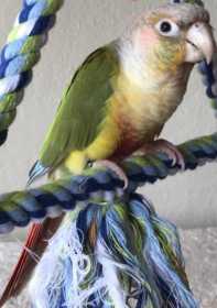 Lost Conure