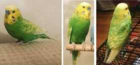 Lost Budgerigar