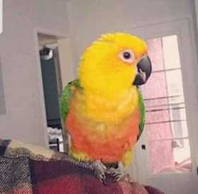 Lost Conure