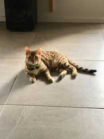 Lost Cat