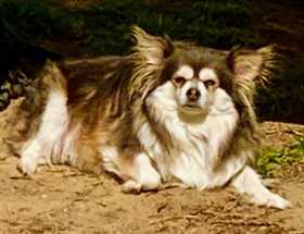 Lost Dog