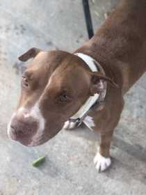Lost Dog