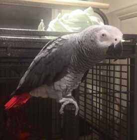 Lost African Grey