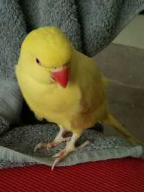 Lost Indian Ringneck Parakeet