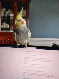 Lost Cockatiel