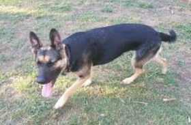 Lost Dog