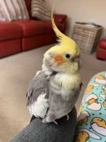 Lost Cockatiel